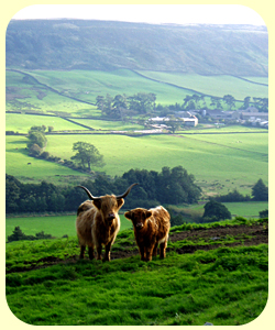 Highland Cattle at Ellers Farm